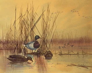 Stockenten in einem See, ca. 1890